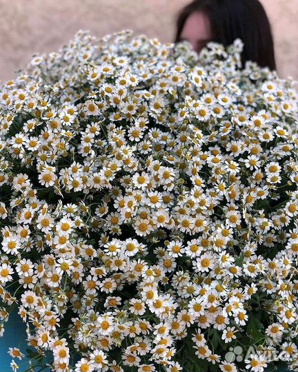 Ромашки Пионы Розы Доставка