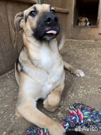 Красивый подросток ищет дом