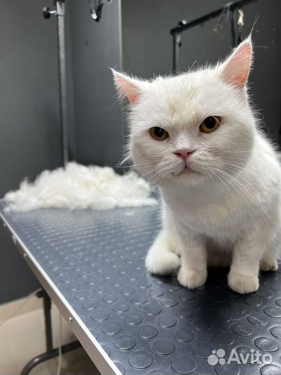 Стрижка котов груминг