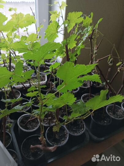 Саженцы винограда