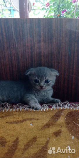 Шотландская вислоухая кошка бесплатно