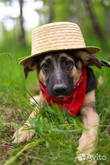 Щенок Джун пропадает в приюте