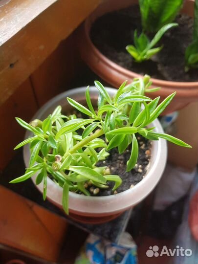 Кактусы и суккуленты