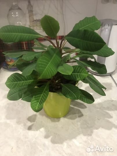 Бенджамина и другие комнатные цветы