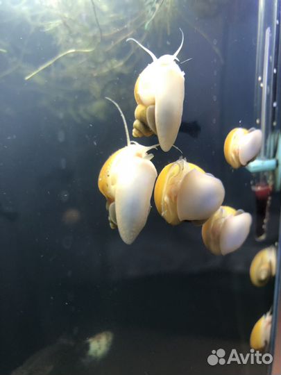 Улитки,аквариумные ампулярии