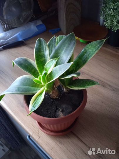 Сансевиерия