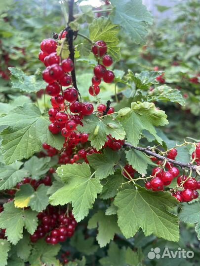 Красная смородина