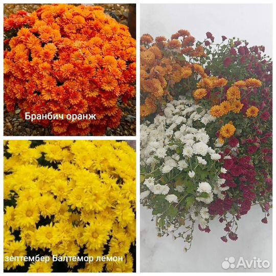 Хризантема мультифолора черенки