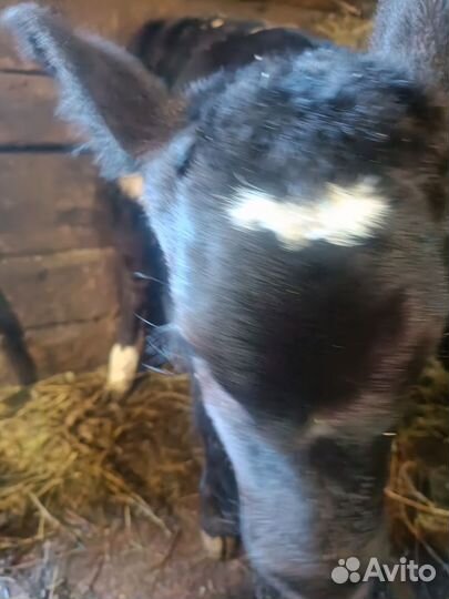 Телята телочки