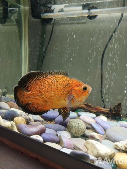 Аквариум с тумбой jebo плюс всё содержимое