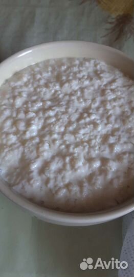 Тибетский молочный гриб