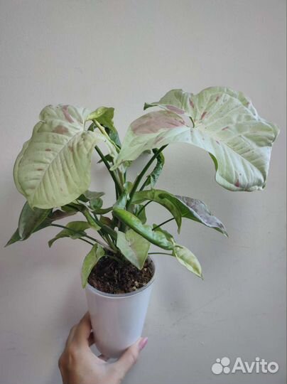 Сингониум конфетти милк