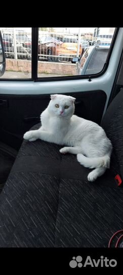 Шотландский вислоухий кот для вязки