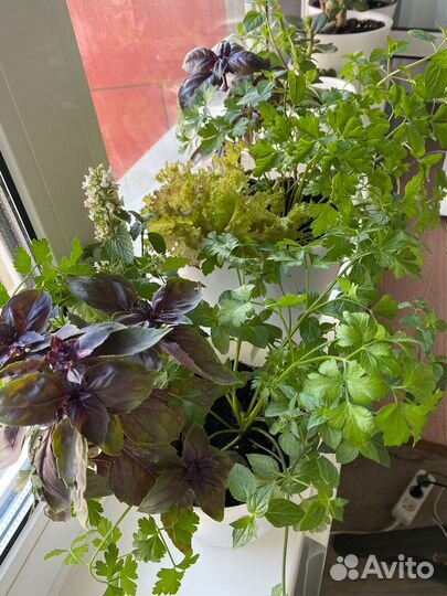 Огород на окне (Прованские травы)