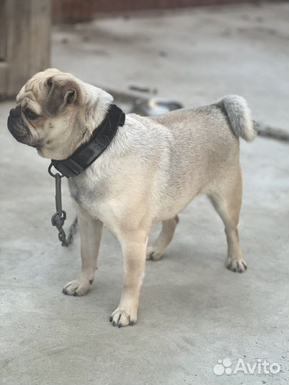 Мопс вязка мальчик