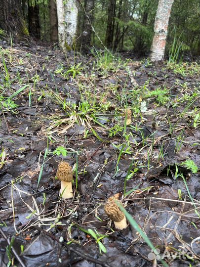 Сморчки новый урожай