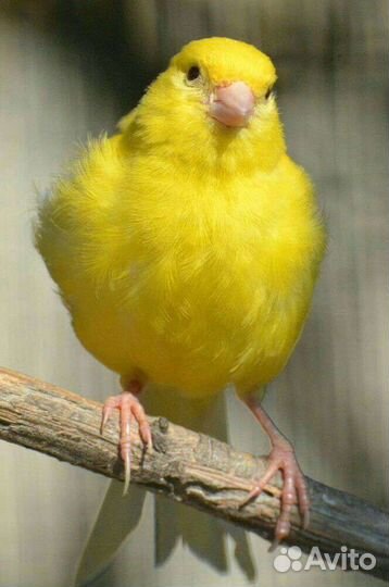 Кенар поющий