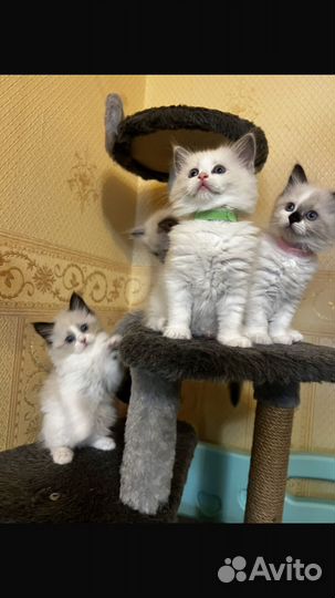 Котята регдолл