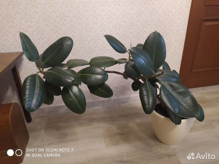 Продам фикус