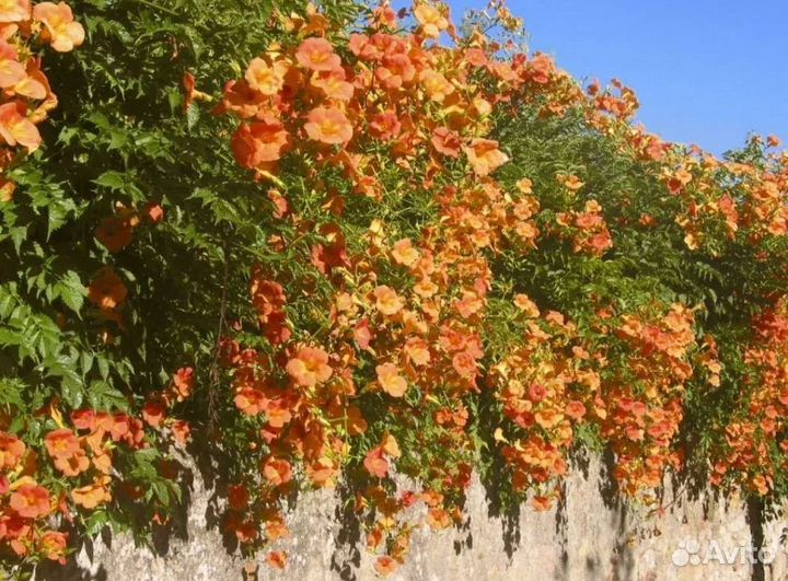 Кампсис оранжевый