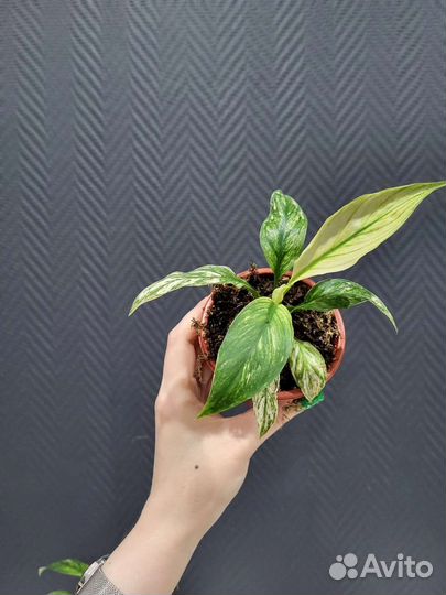 Спатифиллум вариегатный