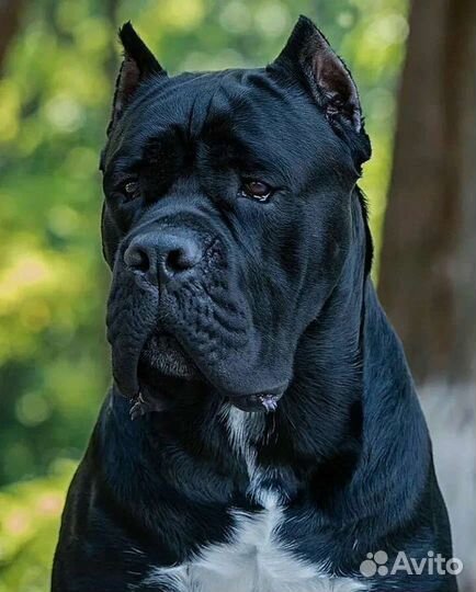 Кобель вязка кане корсо