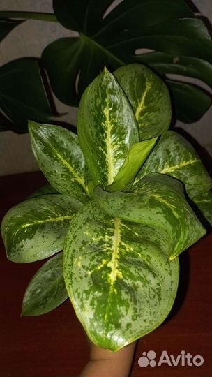 Сортовые аглаонемы