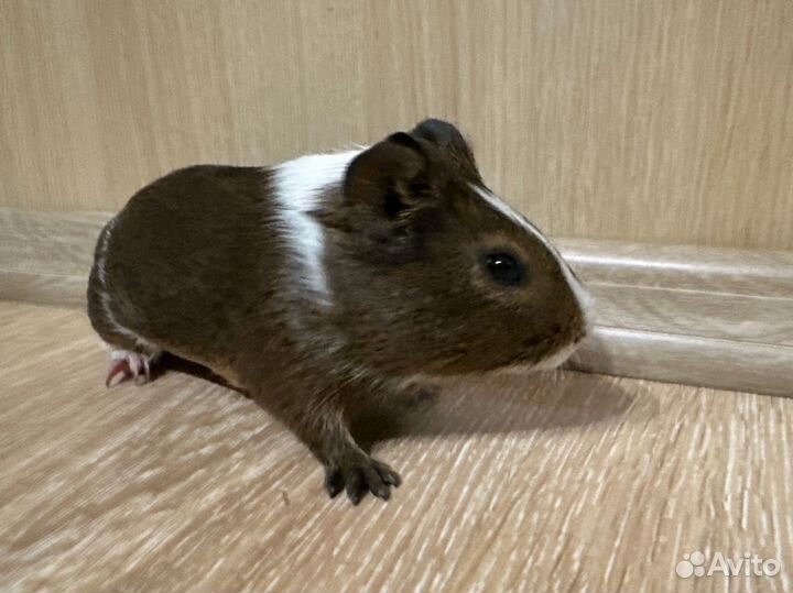 Бронь Морские свинки в добрые руки