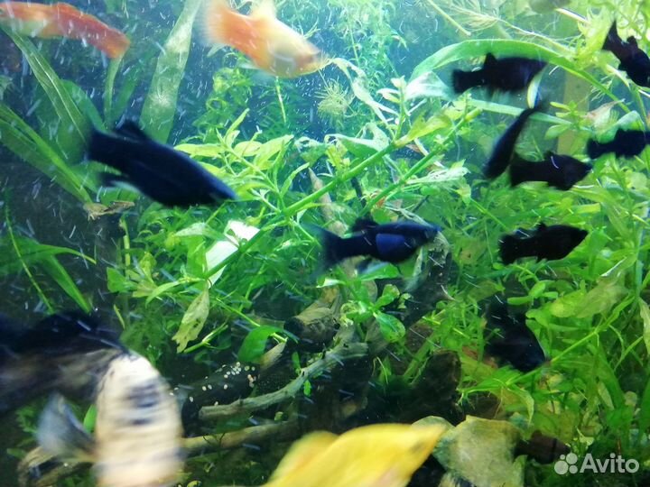 Креветки, Молинезии, расстения