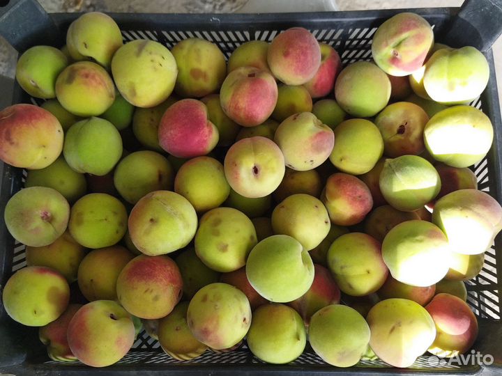 Персики оптом