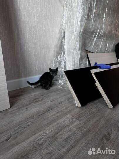 Котята
