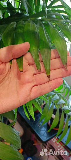 Пальма хамедорея