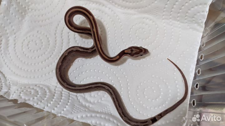 Маисовые полозы