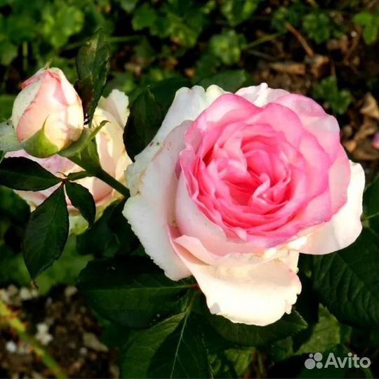 Роза Чайно гибридная Дольче Вита