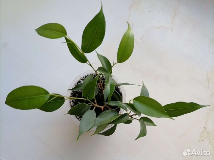 Комнатные растения фикус