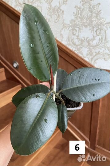 Фикус каучуконосный