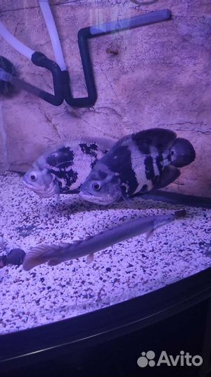 Аквариум угловой,панорамный с тумбой