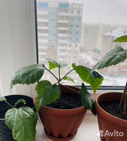 Гибискус китайская роза