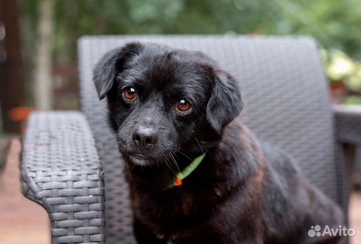 Маленькая собака