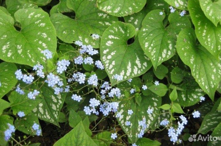 Многолетние садовые растения