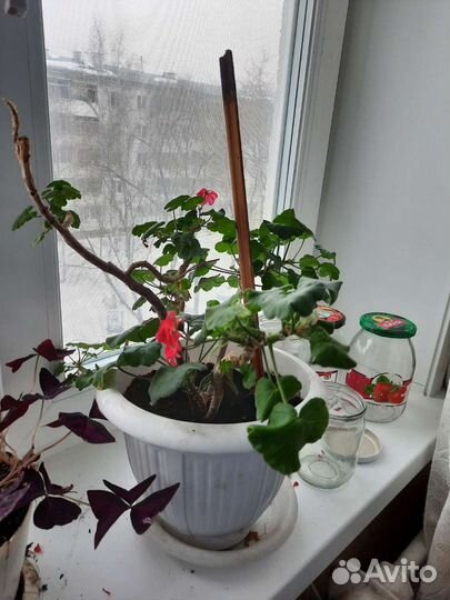 Герань красная