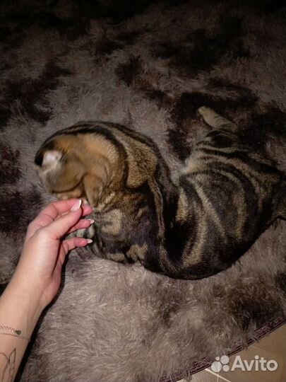 Отдам котика в добрые руки