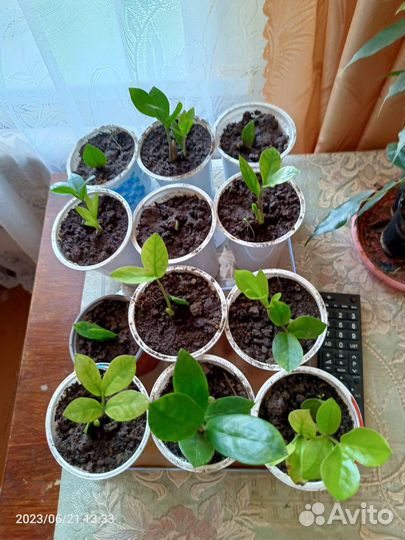 Замиокулькас