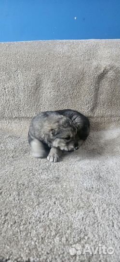 Щенки сао Алабая