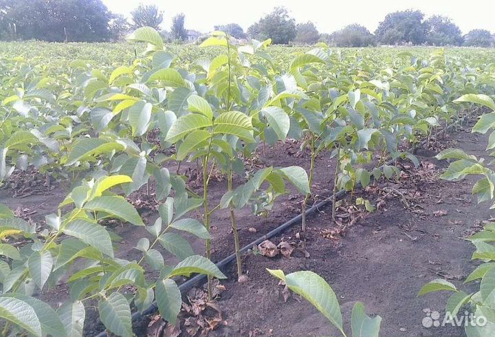 Грецкий орех