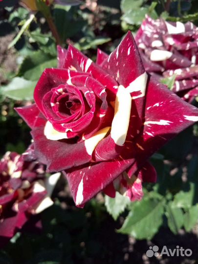 Кустовые розы саженцы