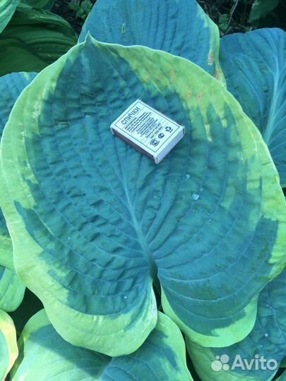 Красивые Хосты гиганты