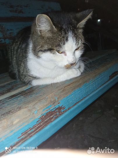 Редкая порода кота. Русско-китайско-карейская