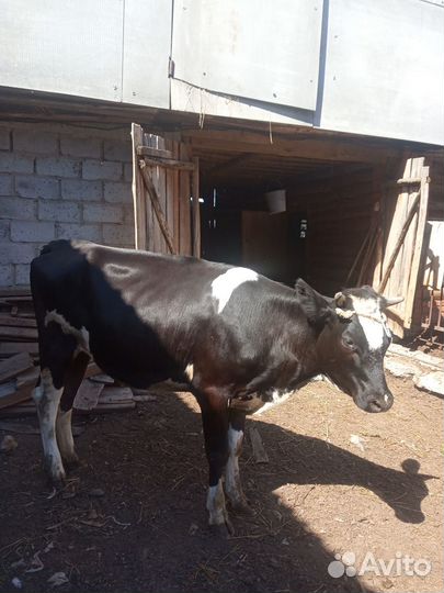 Продается нетель