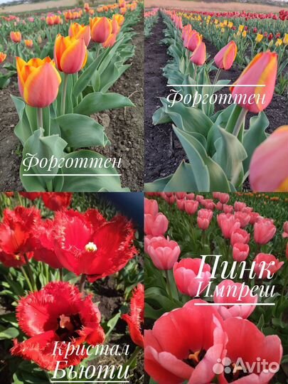 Луковицы сортовых тюльпанов